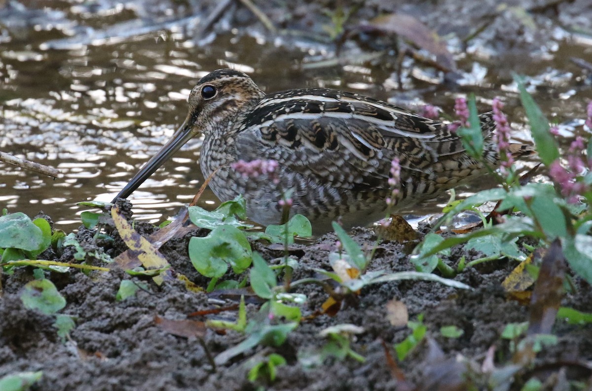 Wilson's Snipe - ML625364178