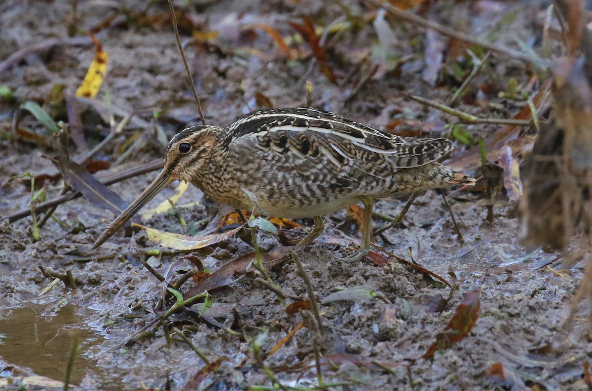 Wilson's Snipe - ML625364179