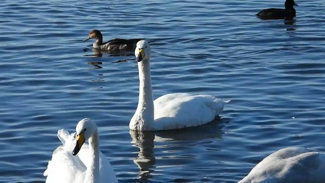 Whooper Swan - ML625364253