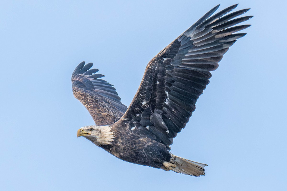 Bald Eagle - ML625364299