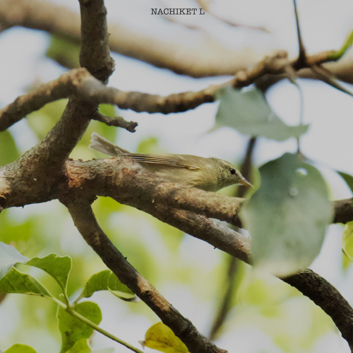 Greenish Warbler - ML625364371