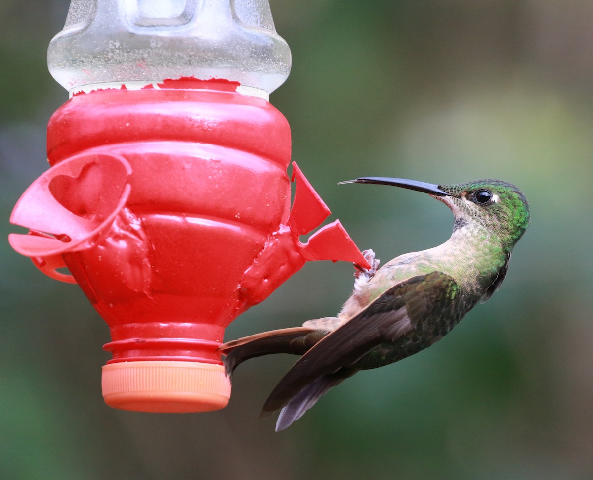 Fawn-breasted Brilliant - ML625364419