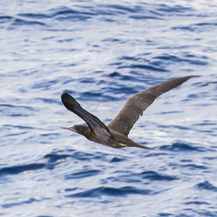 Brown Booby - ML625364423