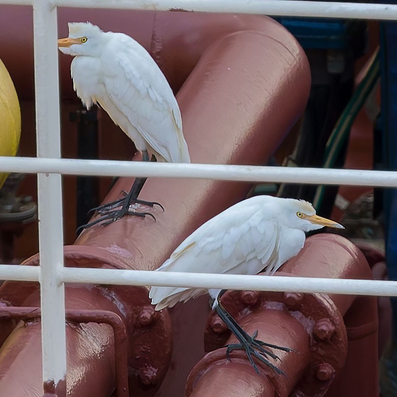 Western Cattle-Egret - ML625364430