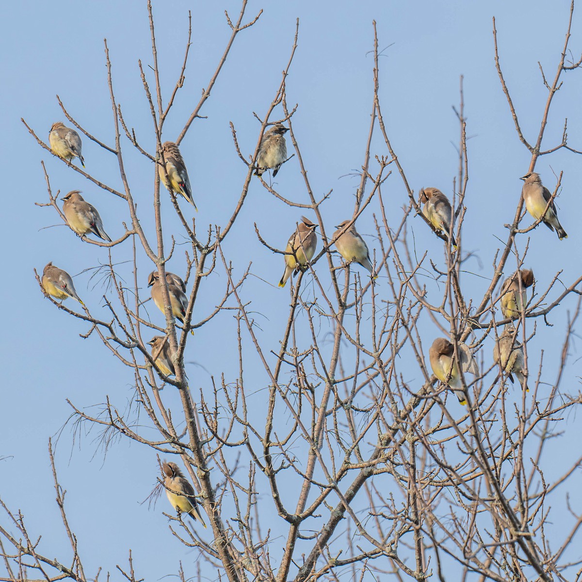 Cedar Waxwing - ML625364446