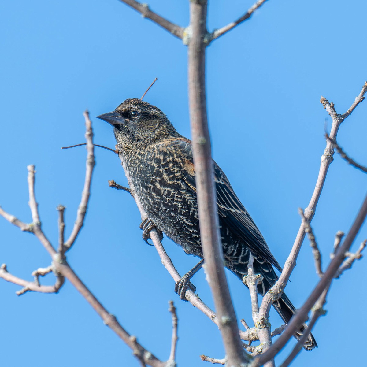 Red-winged Blackbird - ML625364455