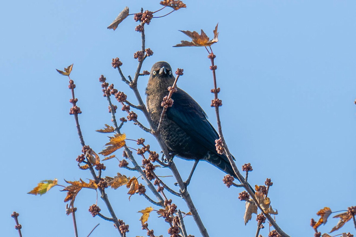 Rusty Blackbird - ML625364465