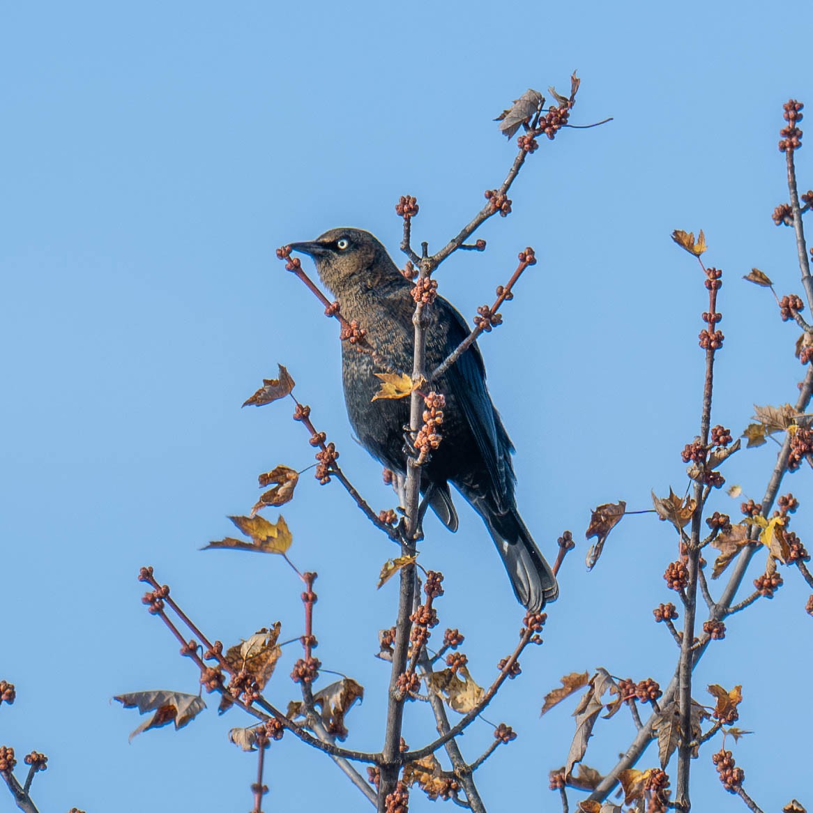 Rusty Blackbird - ML625364466