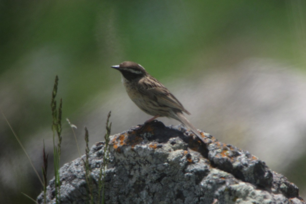 Radde's Accentor (Radde's) - ML625364474