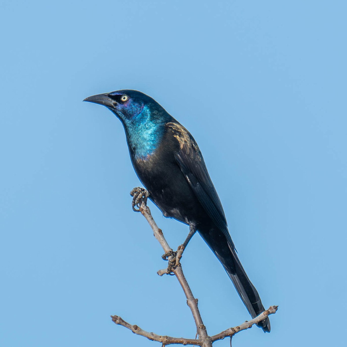 Common Grackle - ML625364476