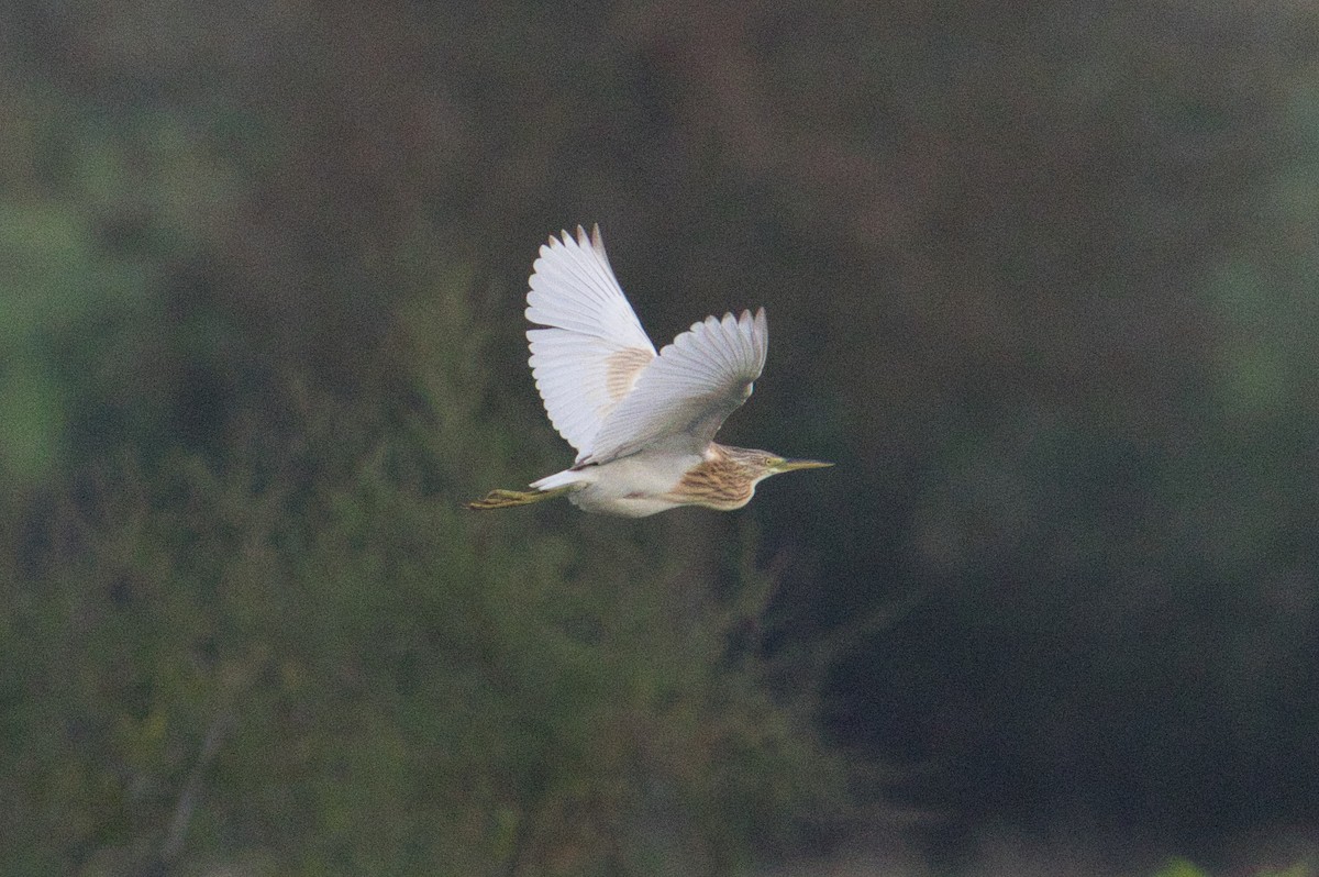 Squacco Heron - ML625364580