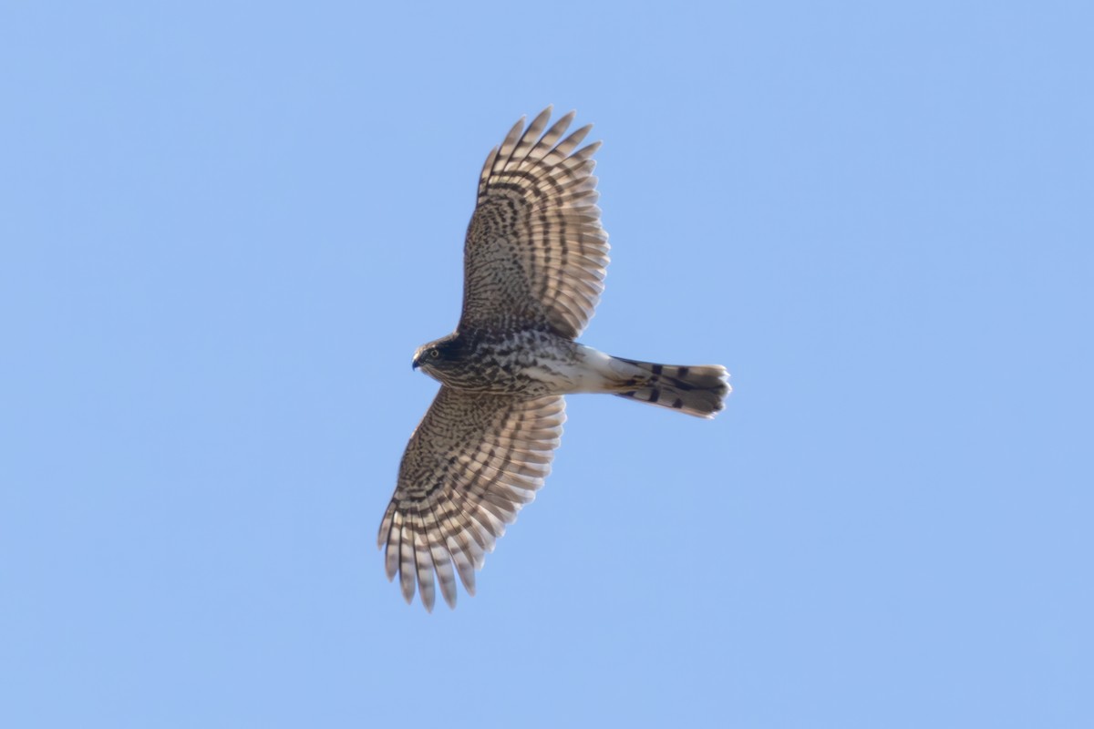 Sharp-shinned Hawk - ML625364609