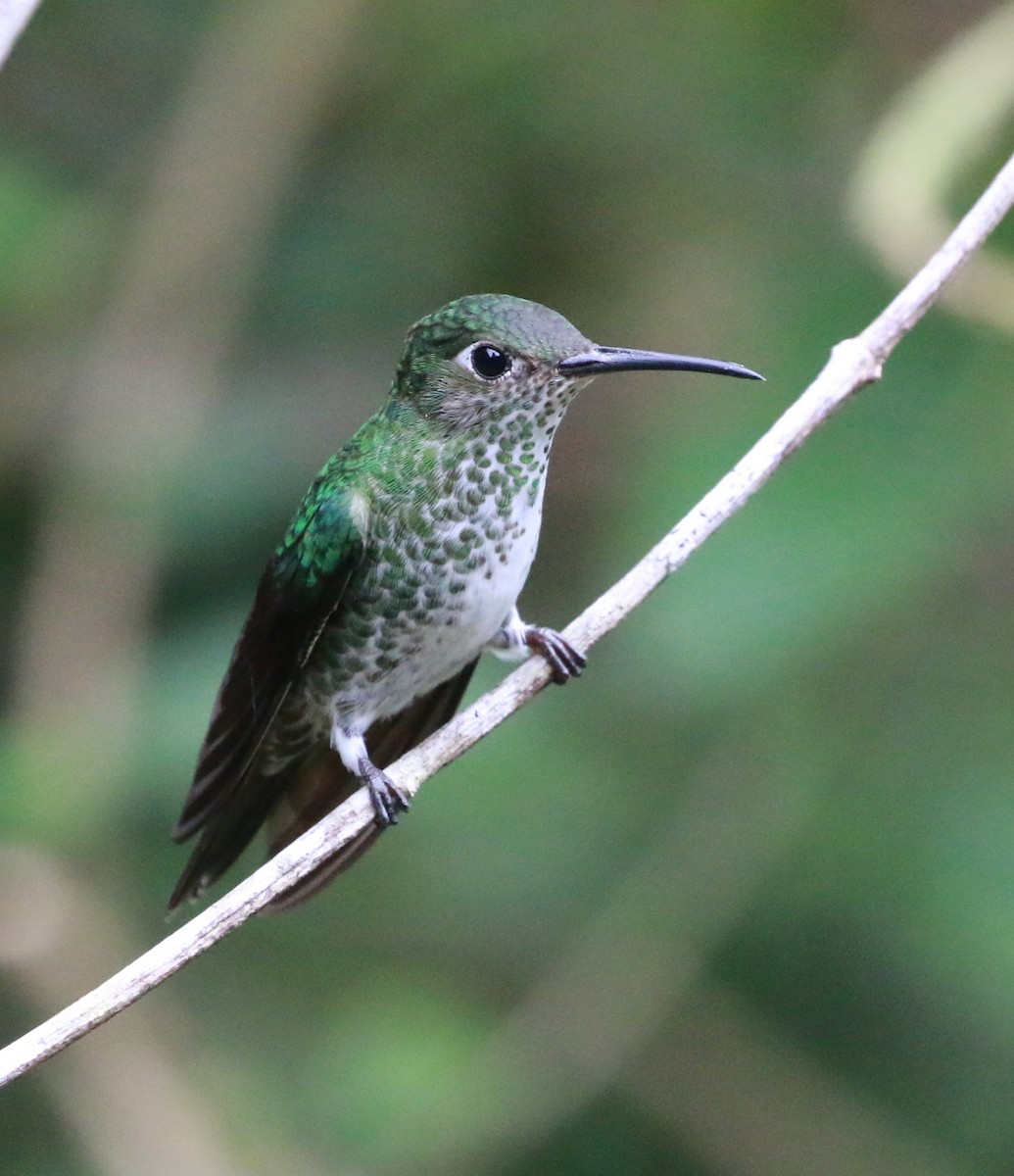 Many-spotted Hummingbird - ML625364644