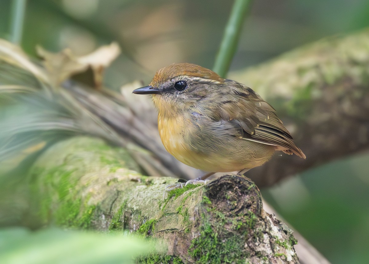 Black-cheeked Gnateater - ML625364668