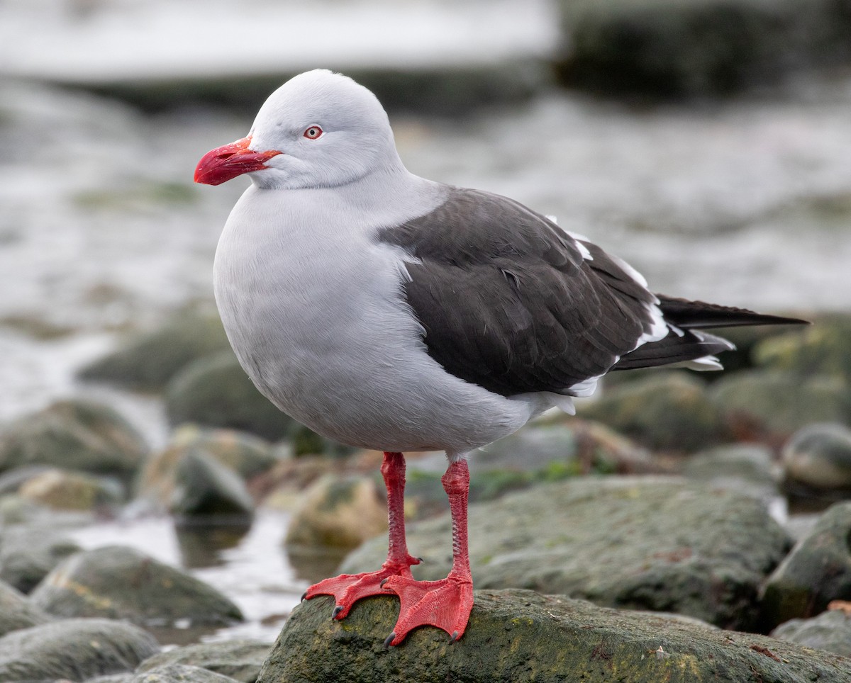 Dolphin Gull - ML625364723