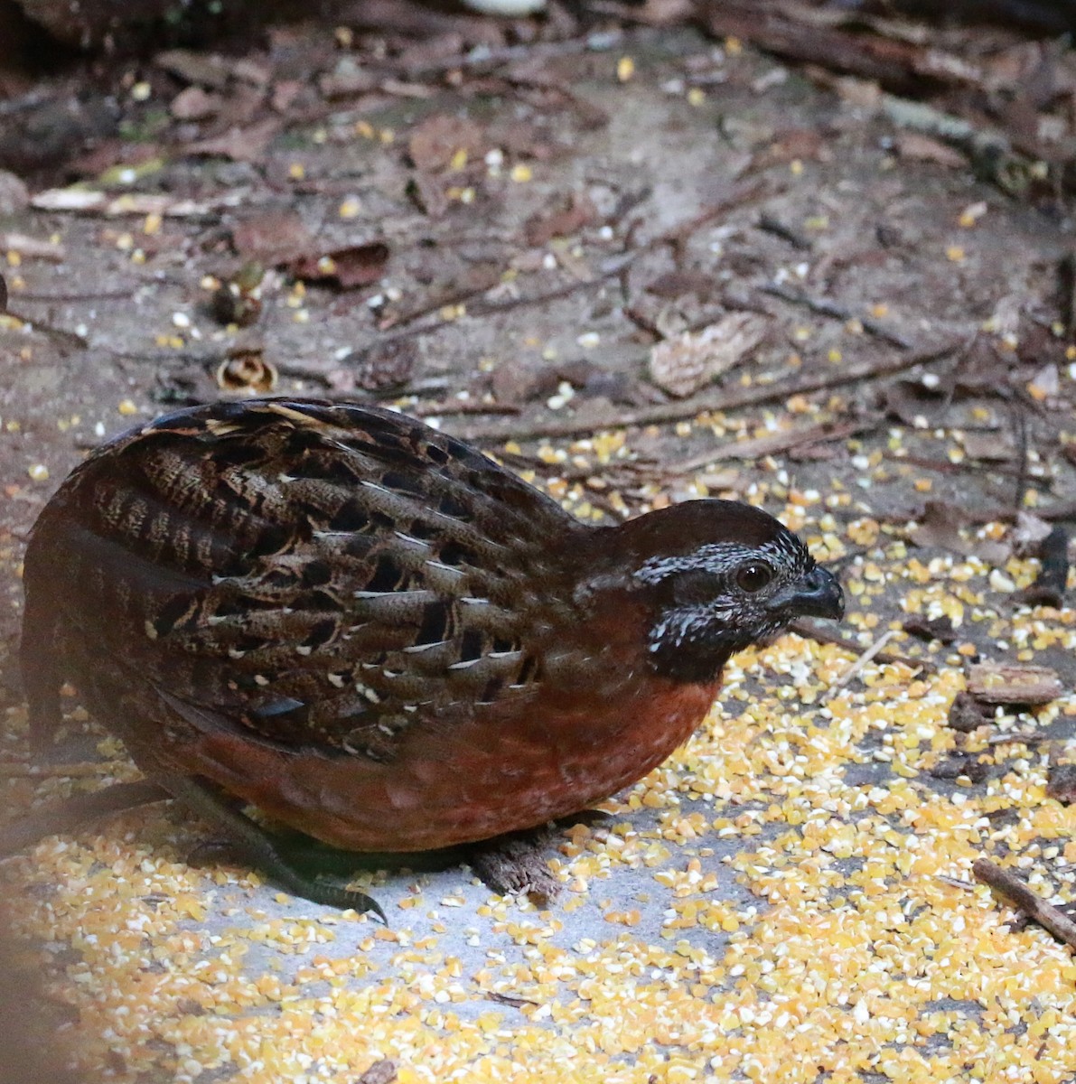 Rufous-breasted Wood-Quail - ML625364741