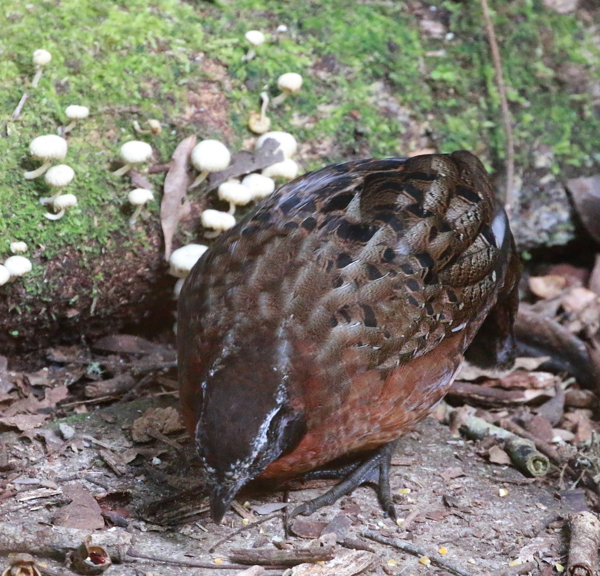 Rufous-breasted Wood-Quail - ML625364745