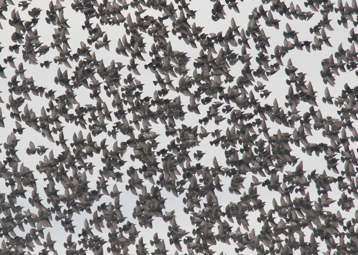 European Starling - ML625364852