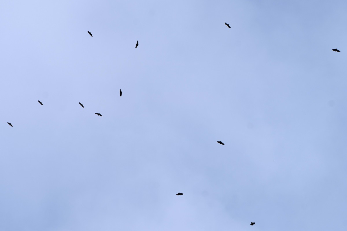 Black Vulture - ML625364862