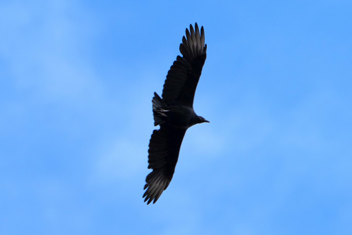 Black Vulture - ML625364863