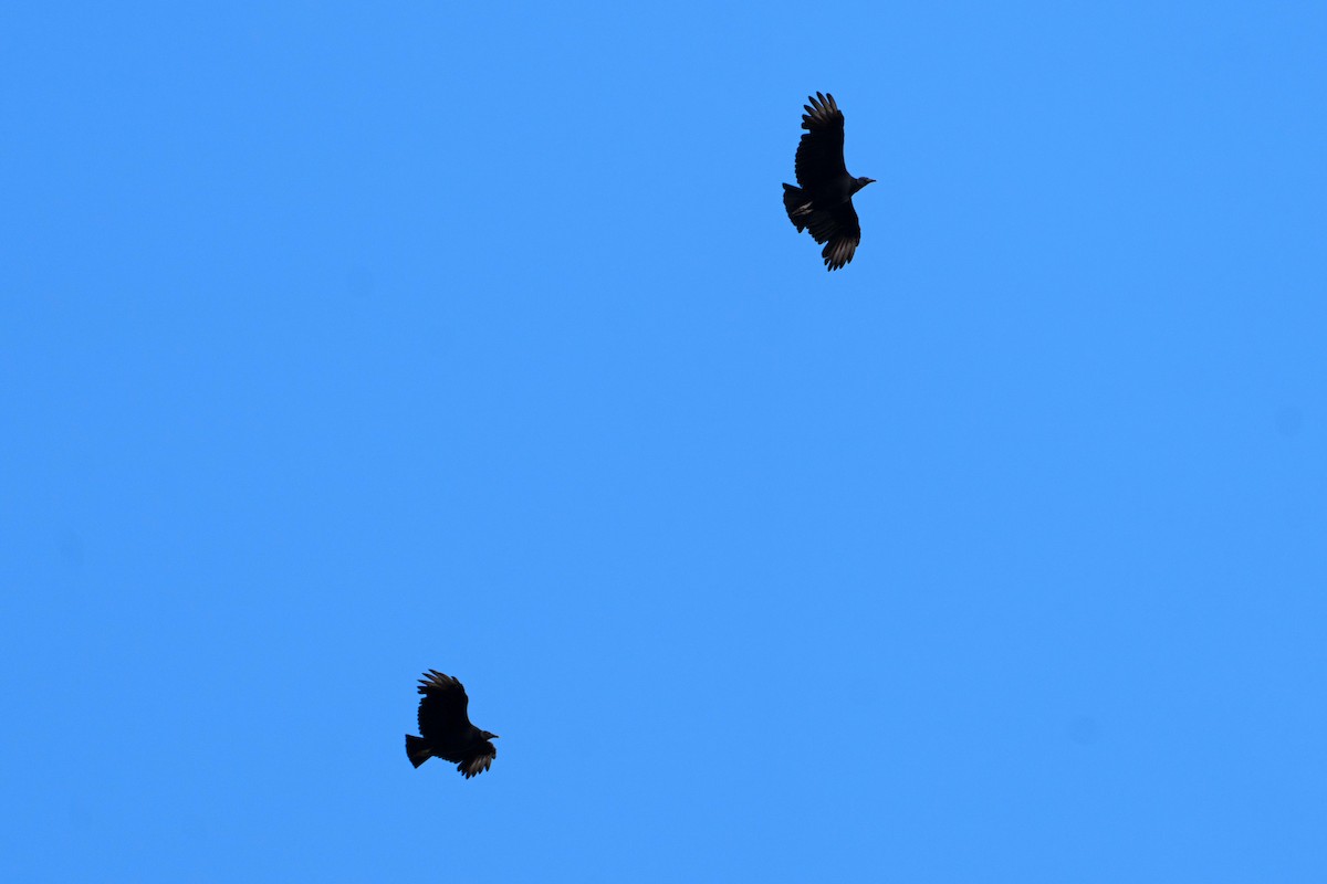 Black Vulture - ML625364864
