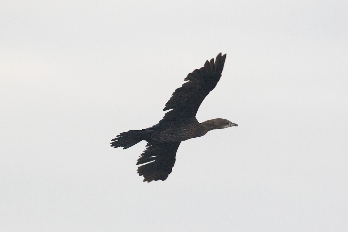 Pygmy Cormorant - ML625364888