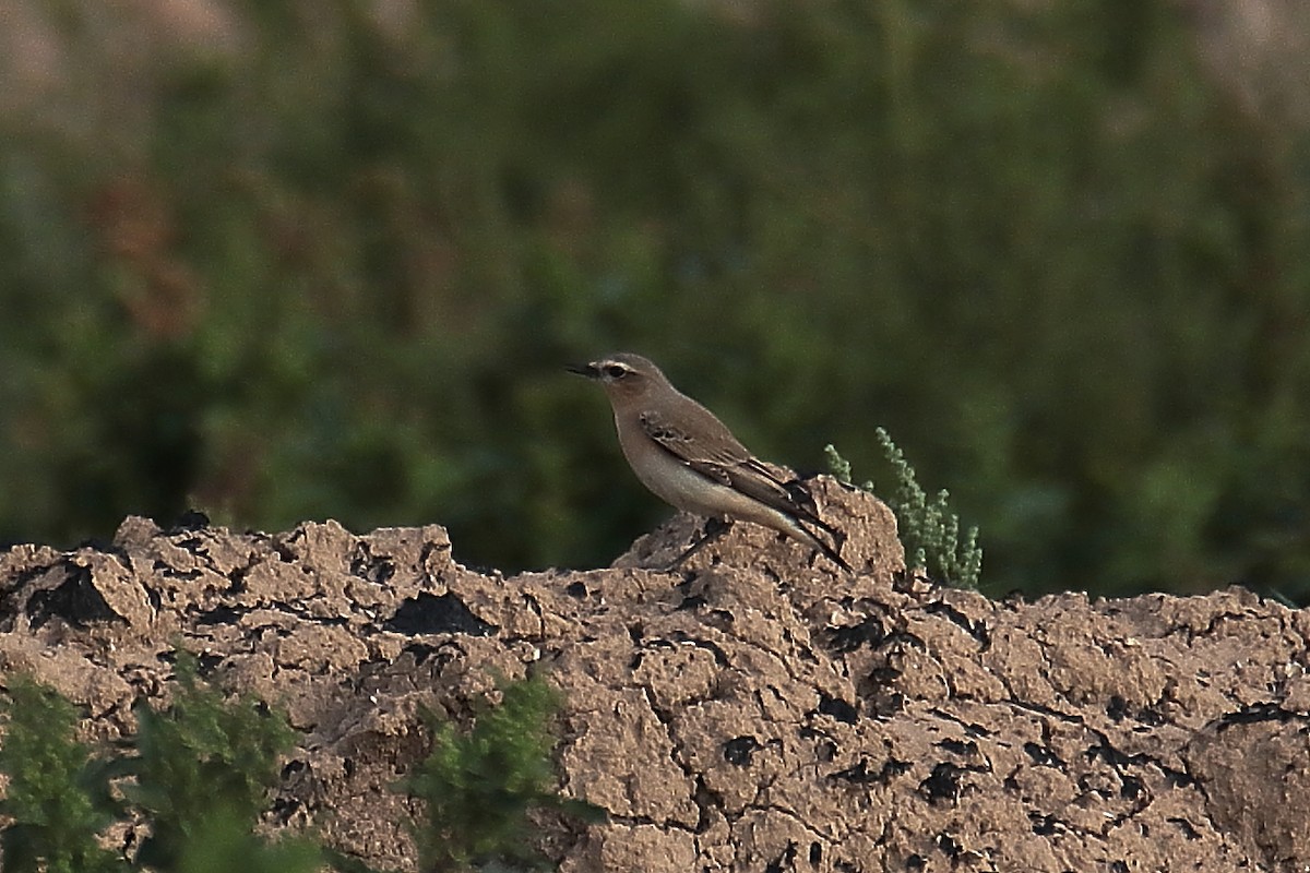 ハシグロヒタキ - ML625364997