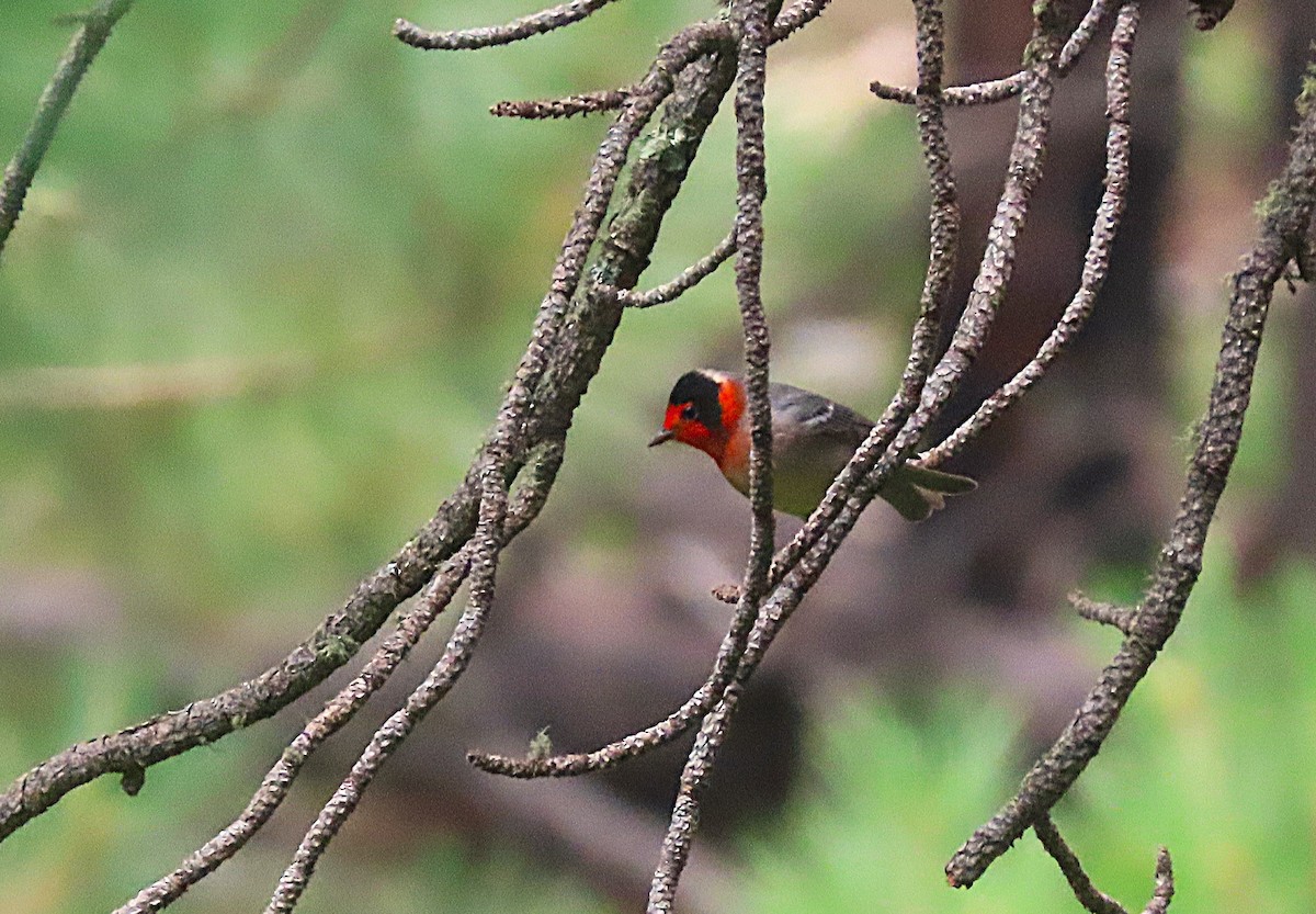 Red-faced Warbler - ML625365046