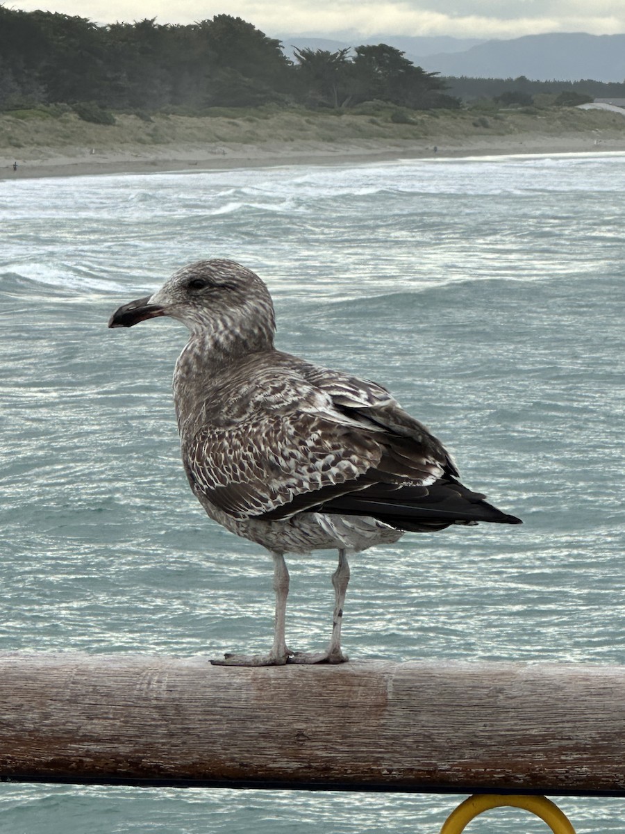 Kelp Gull - ML625365113