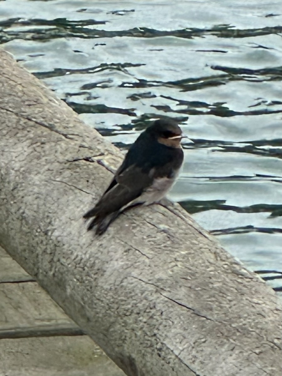 Welcome Swallow - ML625365121