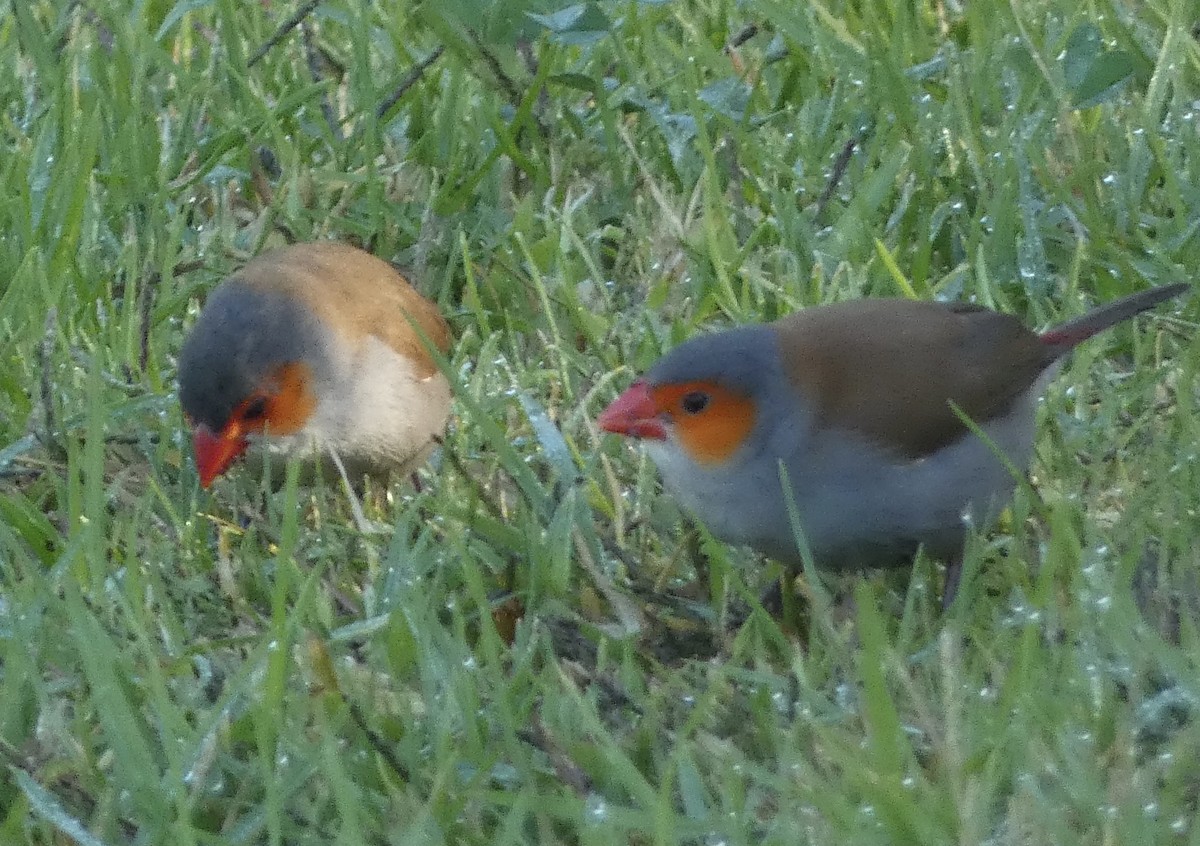 Orange-cheeked Waxbill - ML625365196