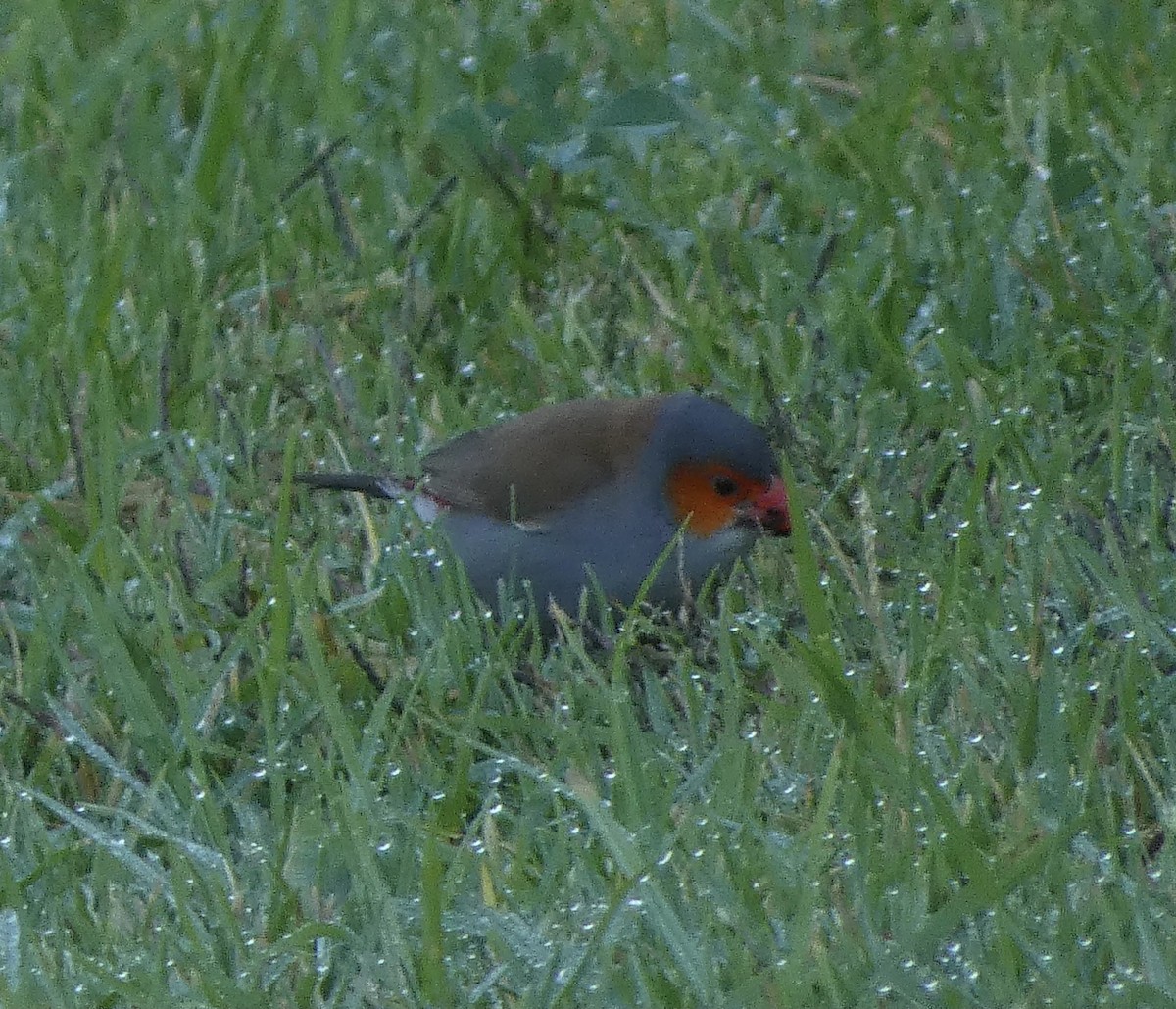 Orange-cheeked Waxbill - ML625365197