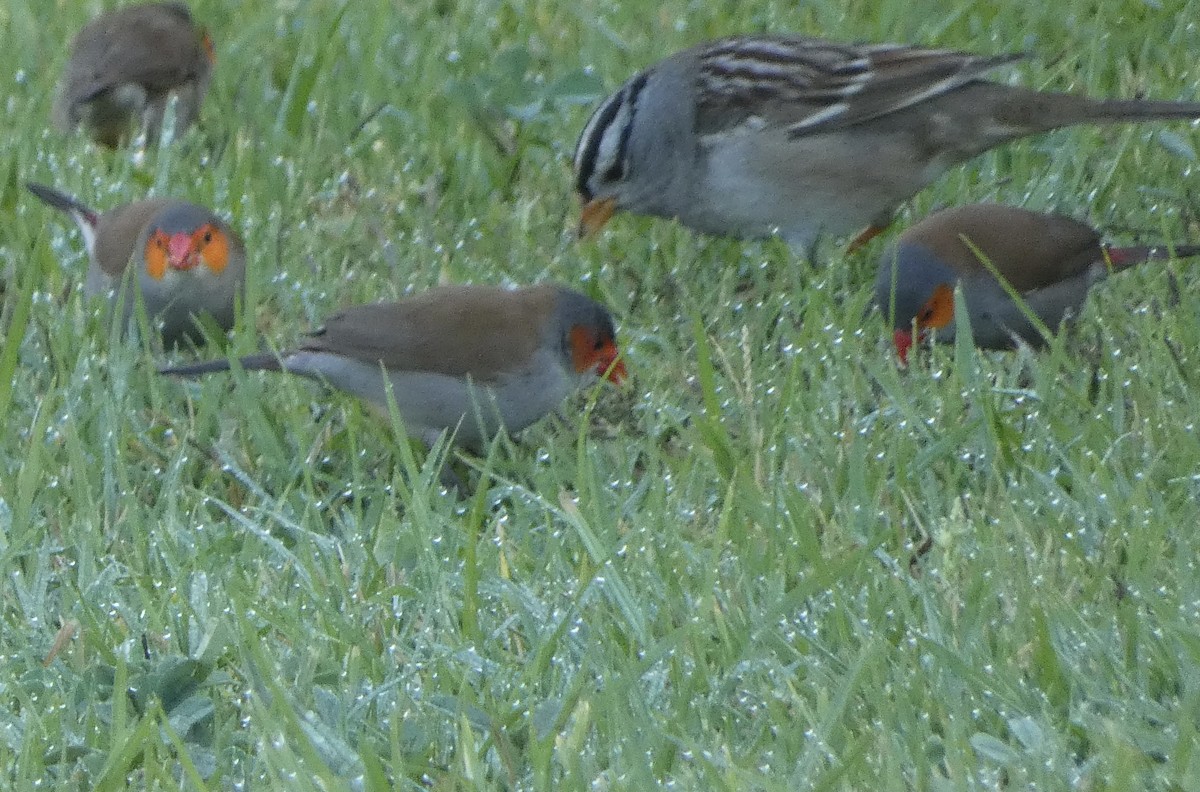 Orange-cheeked Waxbill - ML625365199