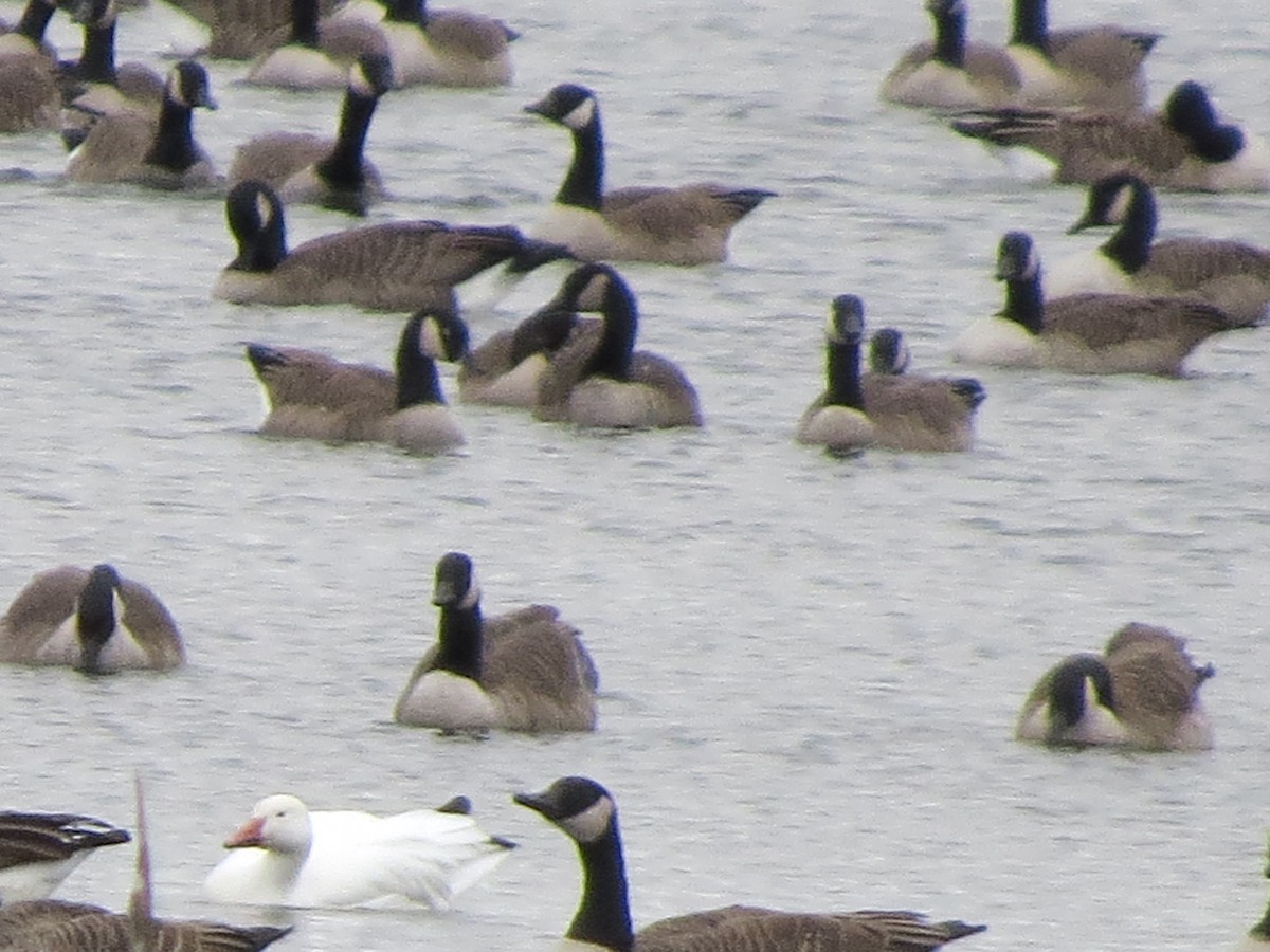 Snow Goose - ML625365234