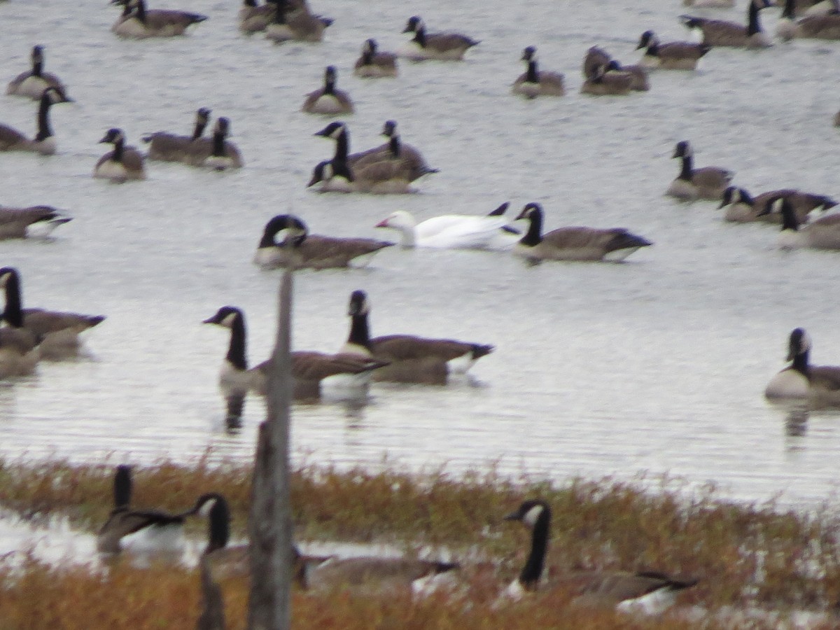 Snow Goose - ML625365235