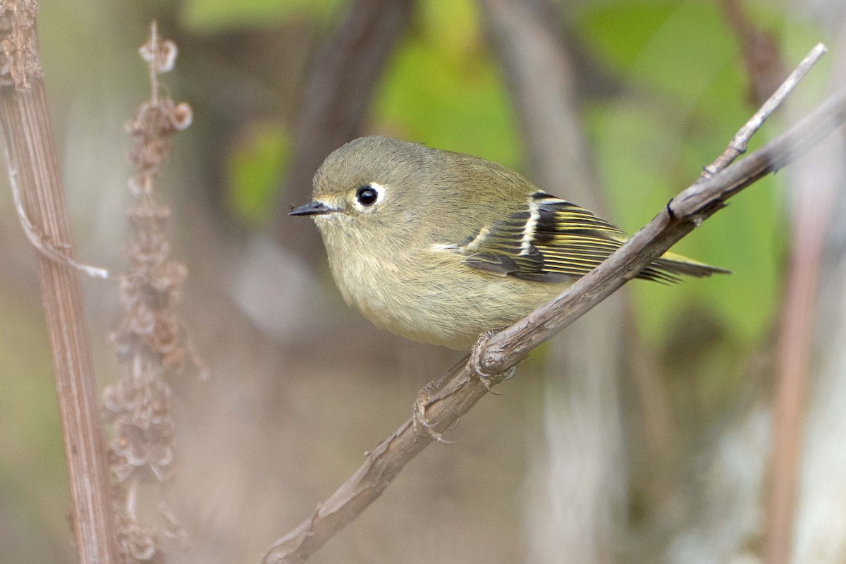 Ruby-crowned Kinglet - ML625365289