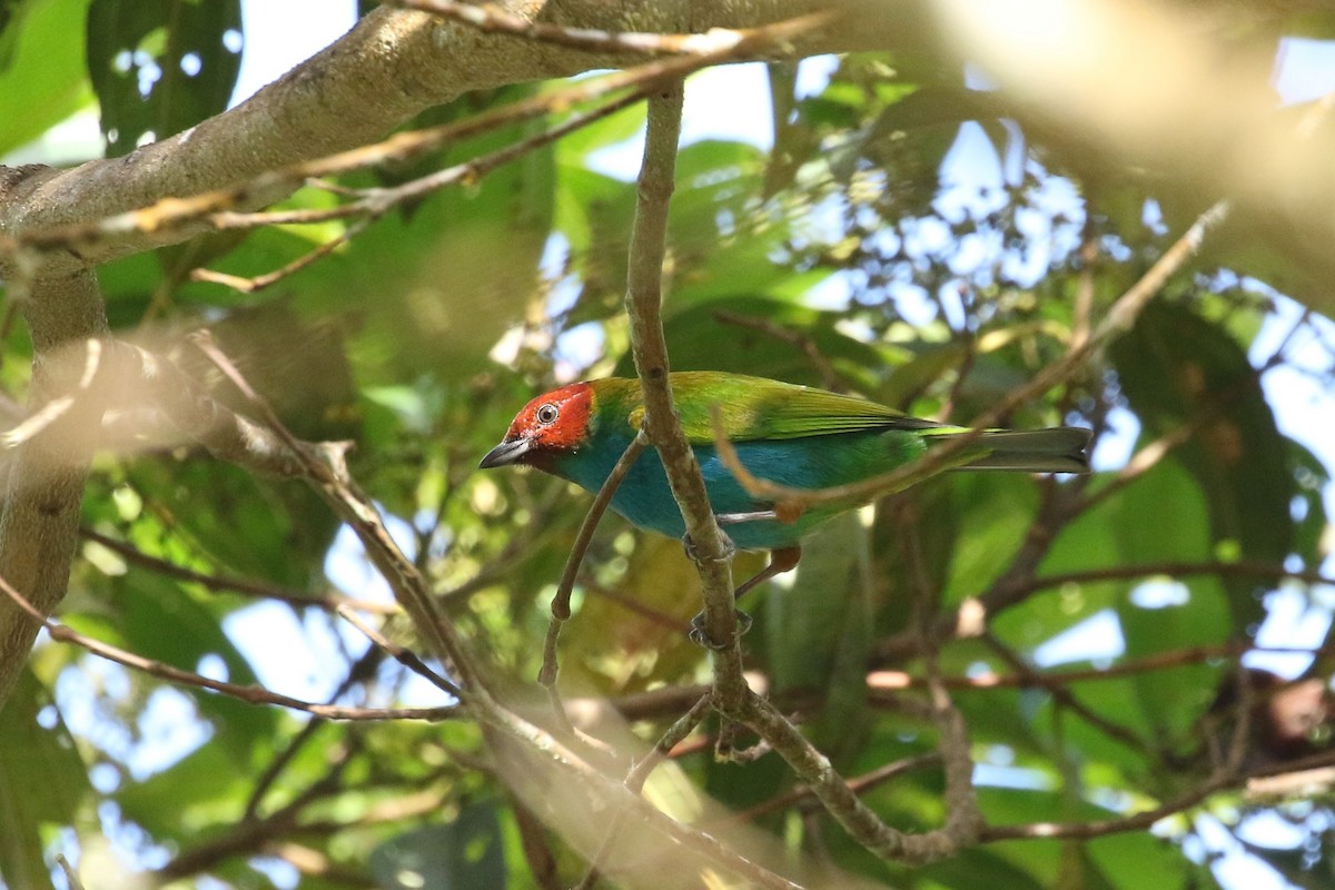 Bay-headed Tanager - ML625365298