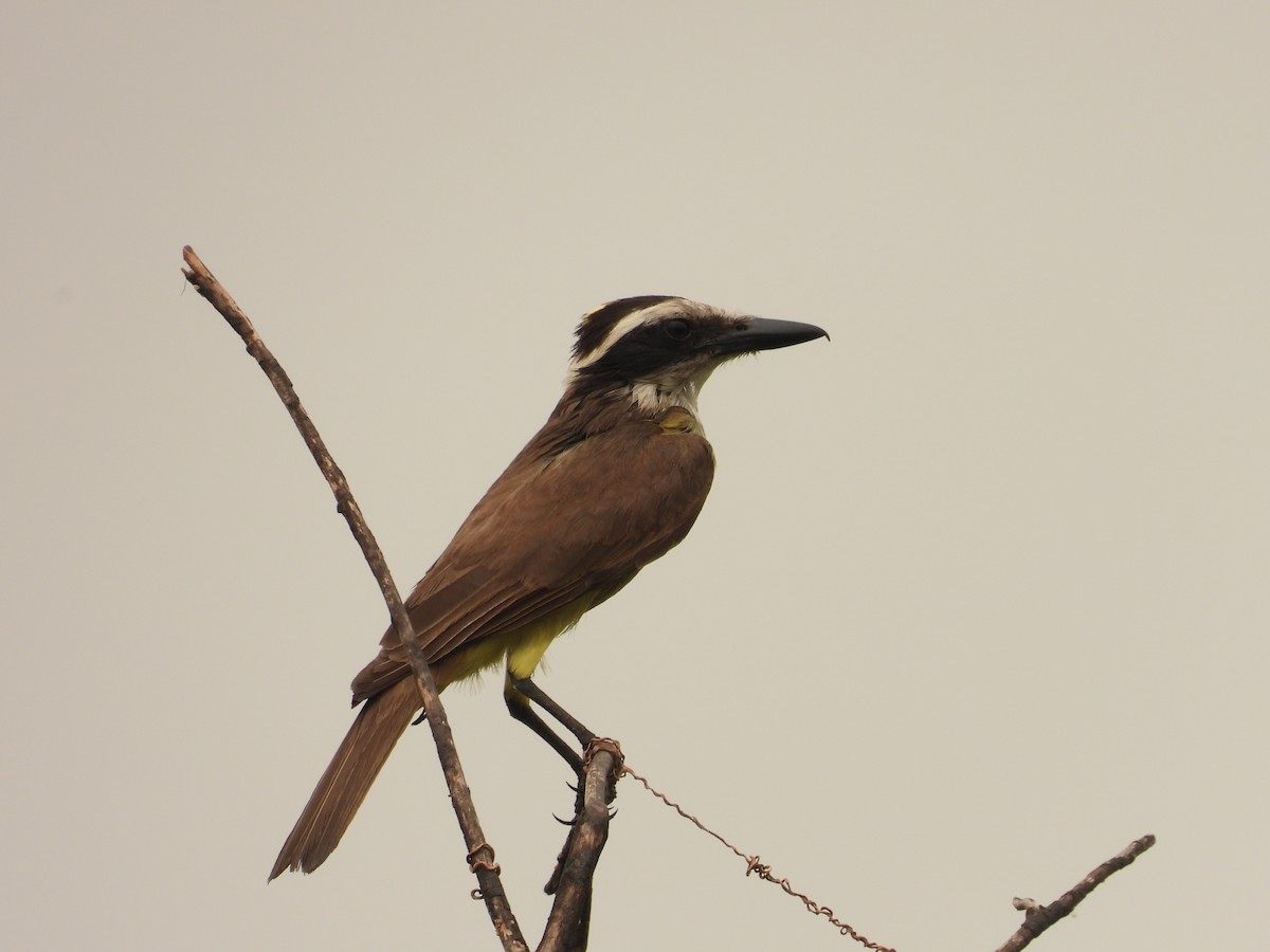 Boat-billed Flycatcher - ML625365422