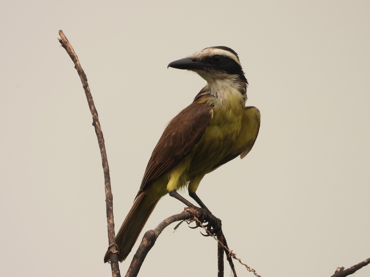 Boat-billed Flycatcher - ML625365423