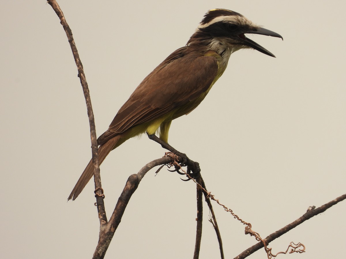 Boat-billed Flycatcher - ML625365428