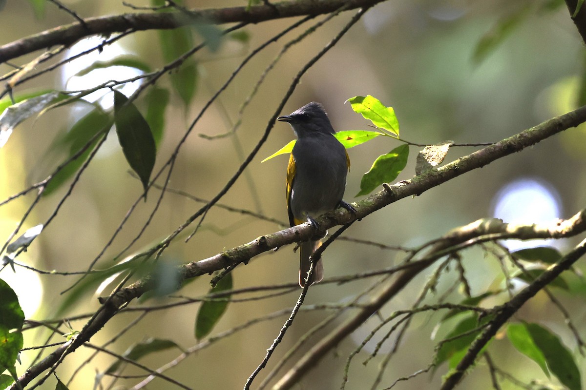 Gray-bellied Bulbul - ML625365452