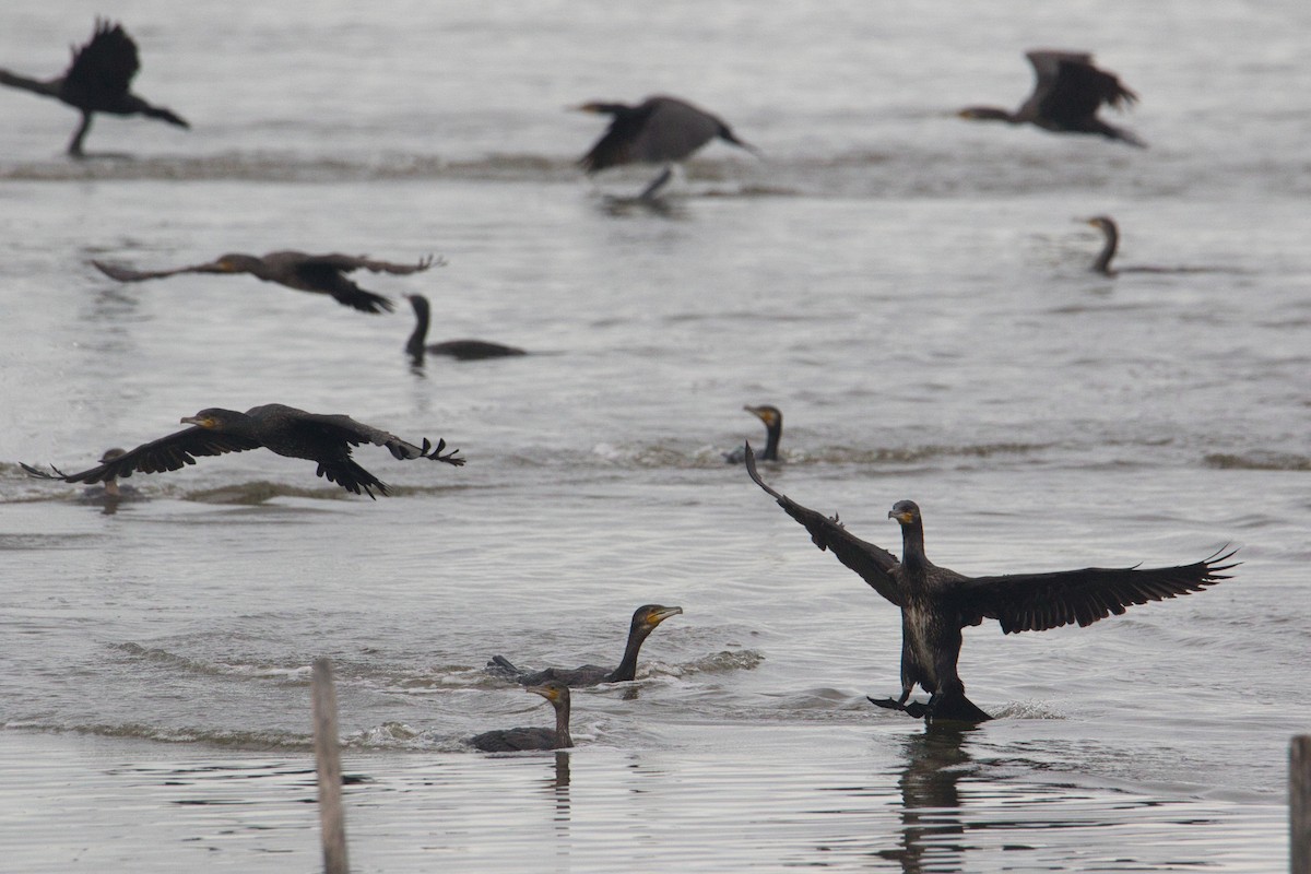Cormorano - ML625365455