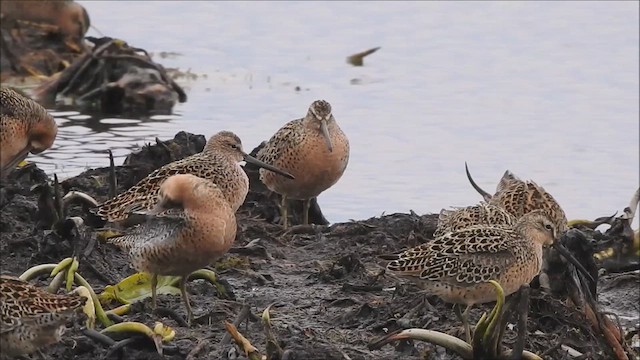 Short-billed Dowitcher (hendersoni) - ML625365534