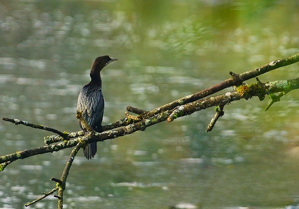 Pygmy Cormorant - ML625365549