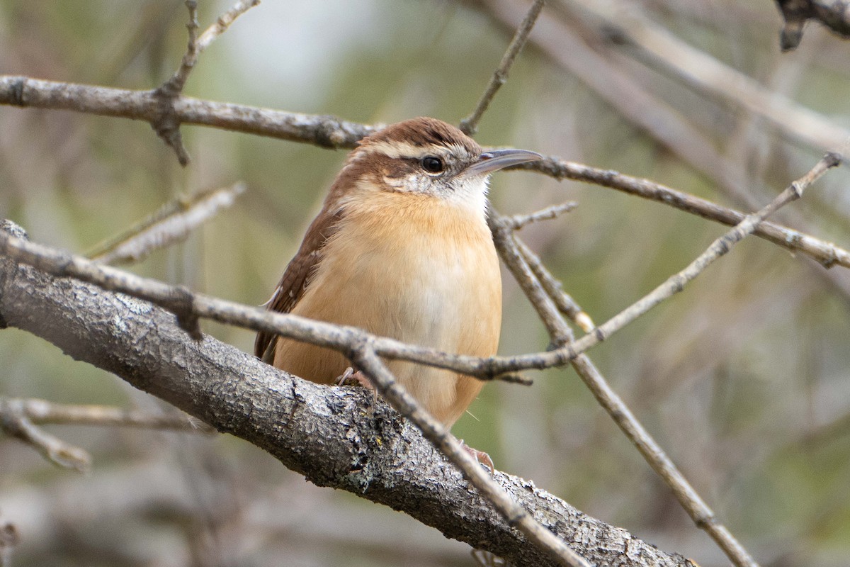 Carolina Wren - ML625365731