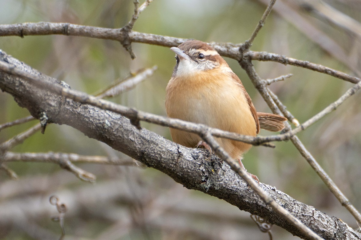 Carolina Wren - ML625365733