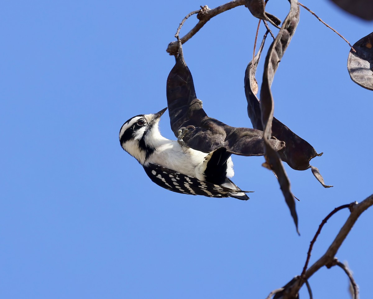 Downy Woodpecker - ML625365747