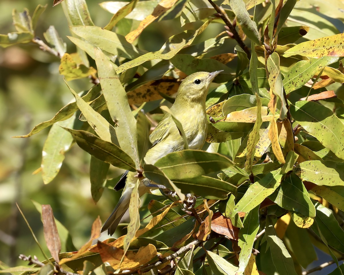 Tennessee Warbler - ML625365777