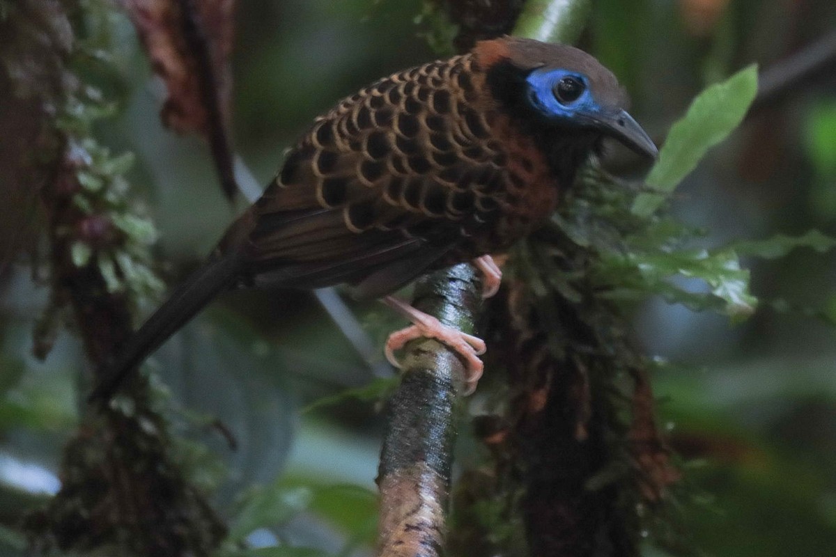 Ocellated Antbird - ML625365788