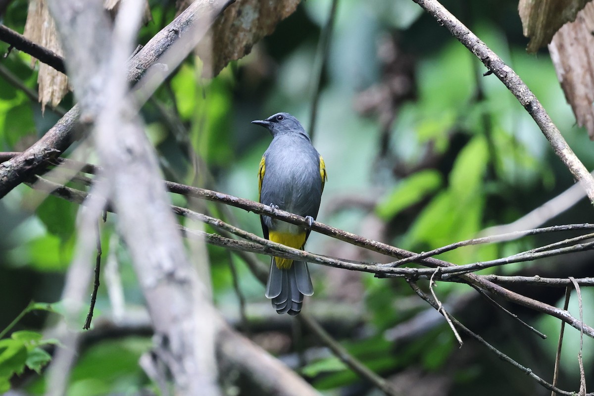 Gray-bellied Bulbul - ML625365942